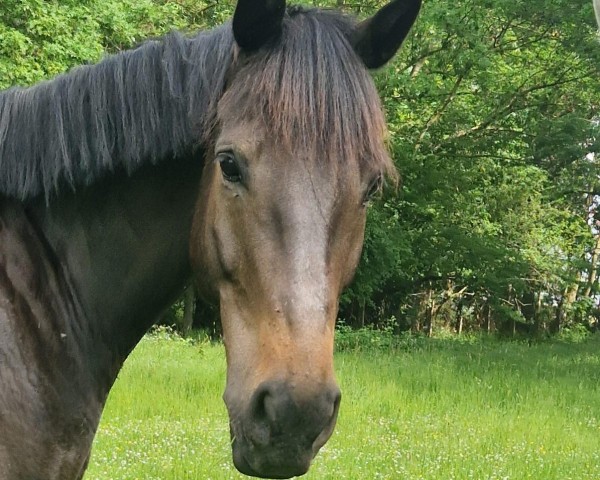jumper Laconti 2 (German Sport Horse, 2017, from Landrebell)