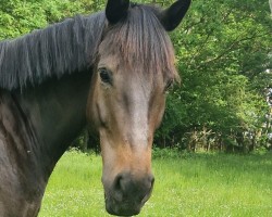 jumper Laconti 2 (German Sport Horse, 2017, from Landrebell)