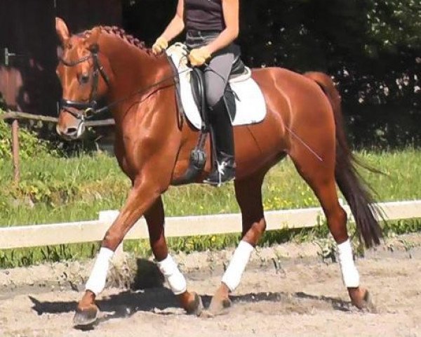 horse Möllendorf (Trakehner, 2006, from Le Rouge 7)