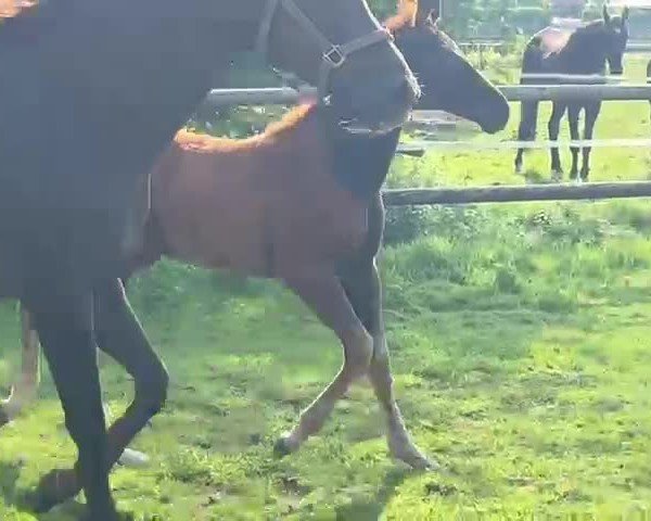 Video of Spectacular Chrome N