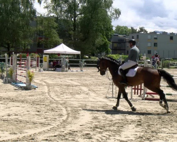 Reitturnier Stadt Bregenz 2024