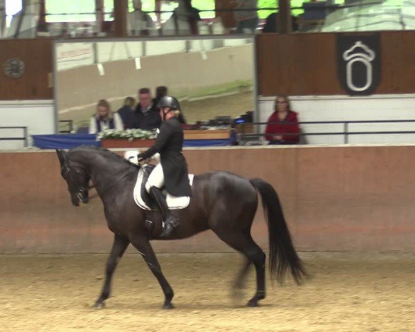 Reitturnier Leichlingen 2024