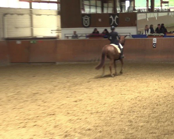 Reitturnier Leichlingen 2024