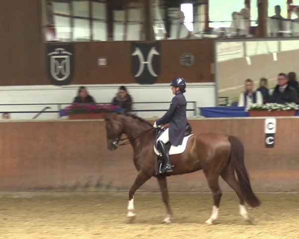 Reitturnier Leichlingen 2024