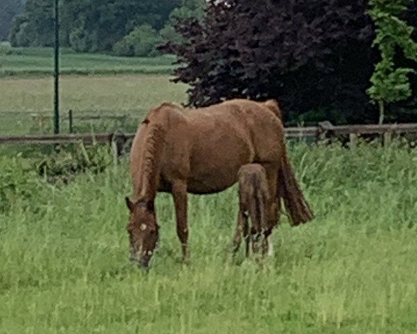 Pferd Flicka for Fun (Westfale, 2024, von Fantini)