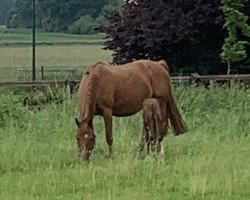 Pferd Flicka for Fun (Westfale, 2024, von Fantini)