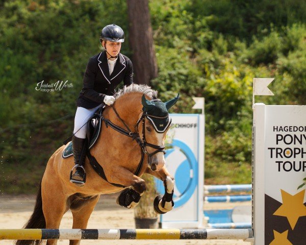Springpferd Arvalon Golden Armani (Welsh-Cob (Sek. D), 2017, von Llanmorlais Express)