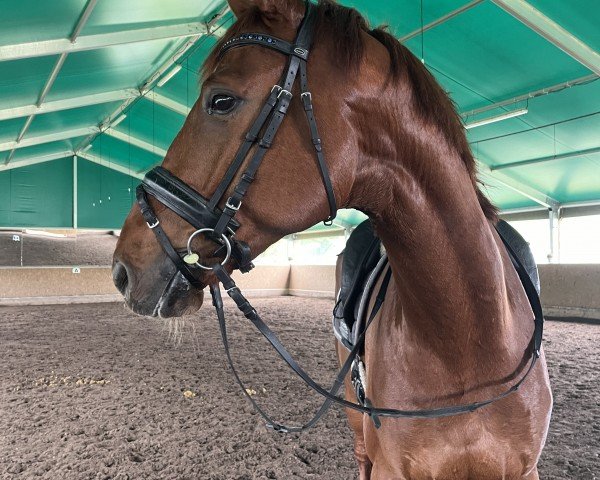 Pferd Felix (Westfale, 2019, von For Final)