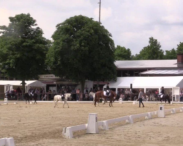 Reitturnier Everswinkel 2024