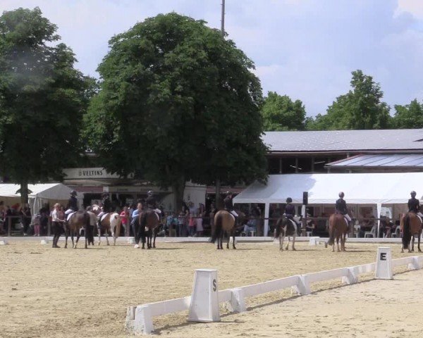 Reitturnier Everswinkel 2024