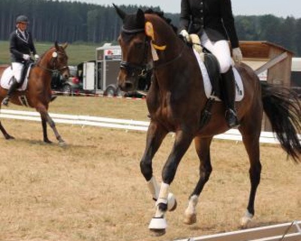 dressage horse Masterpiece 9 (Trakehner, 2012, from Cadeau)
