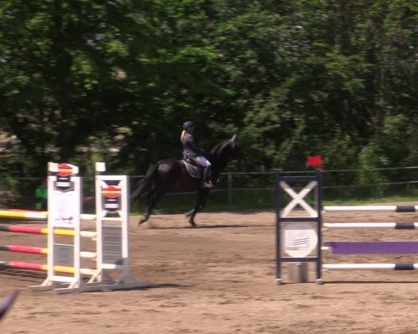 Reitturnier Lgl.-Oberhain, B95 2024