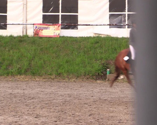 Reitturnier Lgl.-Oberhain, B95 2024
