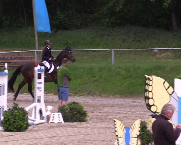 Reitturnier Lgl.-Oberhain, B95 2024