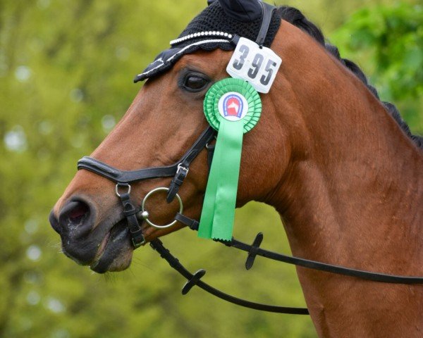 dressage horse Orlando 283 (German Sport Horse, 2009, from Ovaro)