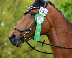 dressage horse Orlando 283 (German Sport Horse, 2009, from Ovaro)