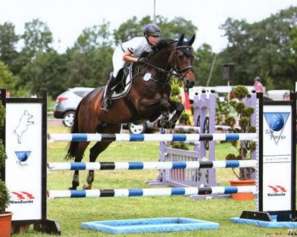 broodmare Capriss (Trakehner, 2002, from Connery)
