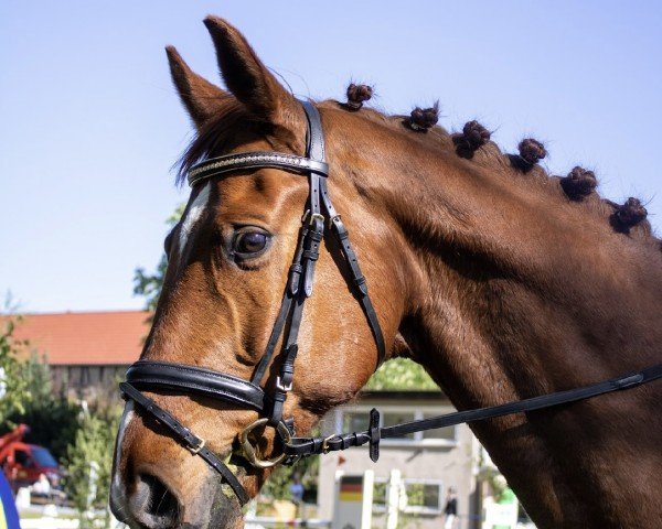 horse Flashdance (Oldenburg, 2015, from Fiderdance)
