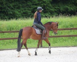 stallion Dreitakt (German Riding Pony, 2017, from Dreiklang AT NRW)