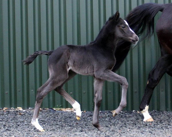 Pferd Karisma Larkshill (KWPN (Niederländisches Warmblut), 2015, von Kastel's Grand Galaxy Win)