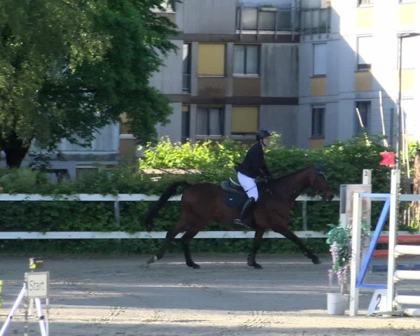 Reitturnier Stadt Bregenz 2024