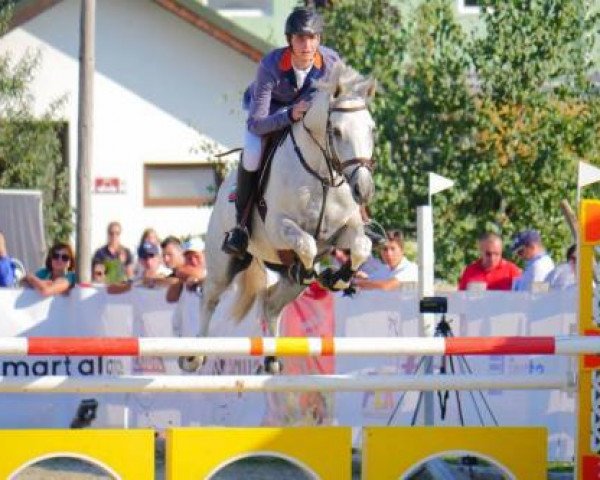 jumper Herkules (Trakehner, 2008, from Fabulous Dooley)