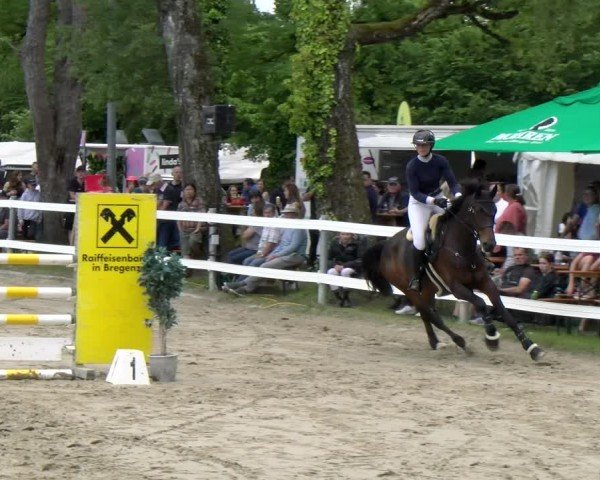 Reitturnier Stadt Bregenz 2024
