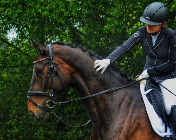 dressage horse De Wina 4 (Hanoverian, 2019, from DSP de Sandro)