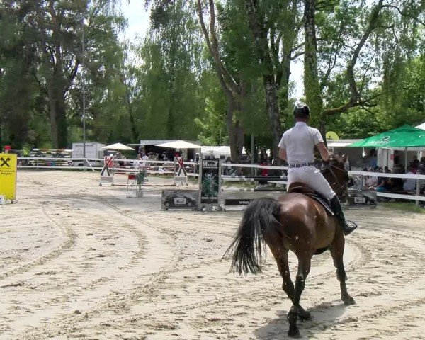 Reitturnier Stadt Bregenz 2024