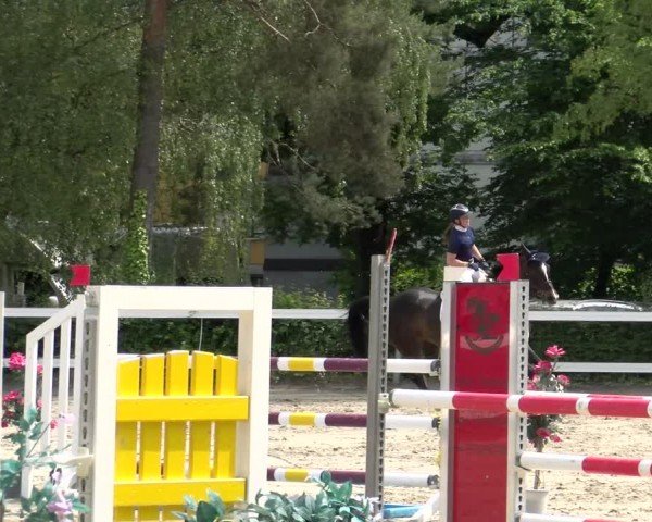 Reitturnier Stadt Bregenz 2024