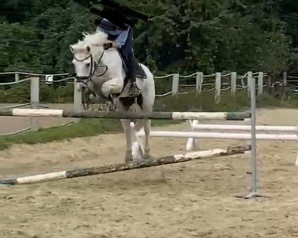 jumper Pascha 693 (German Riding Pony, 2000, from Maccardo)