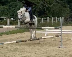 jumper Pascha 693 (German Riding Pony, 2000, from Maccardo)