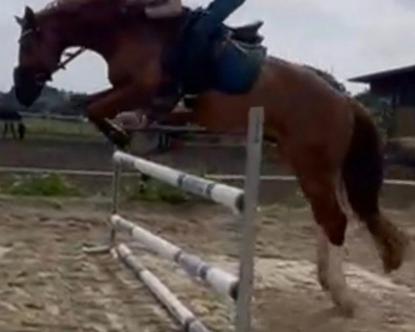 jumper Quintus 211 (Belgian Warmblood, 2016, from Arko III)