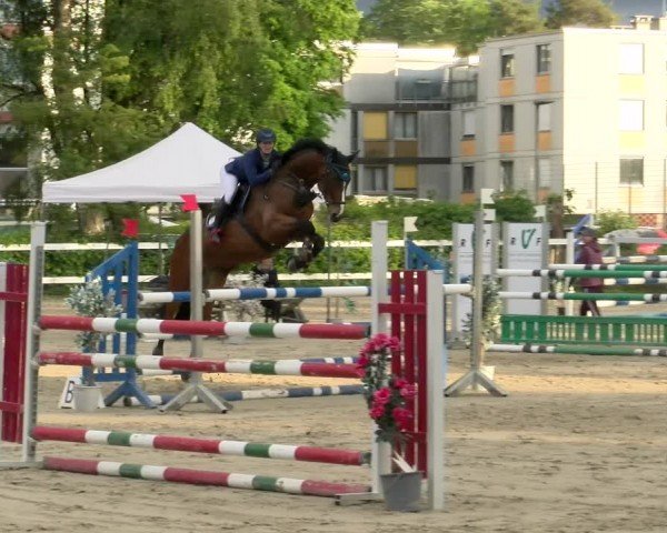 Reitturnier Stadt Bregenz 2024