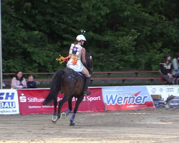 Reitturnier Lgl.-Oberhain, B95 2024