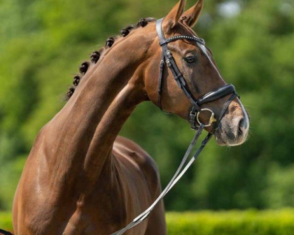 dressage horse Face ID (Westphalian, 2020, from Felissimo)