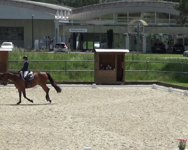 Reitturnier Werdenberg 2024