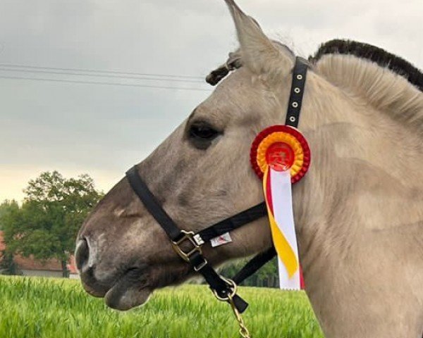 dressage horse Oenu (Fjord Horse, 2012, from Orkus)