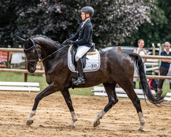 dressage horse Sidonius (Oldenburg, 2006, from Samarant) dressage horse Sidonius (Oldenburg, 2006, from Samarant)