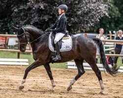 dressage horse Sidonius (Oldenburg, 2006, from Samarant)