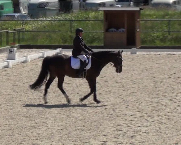 Reitturnier Werdenberg 2024