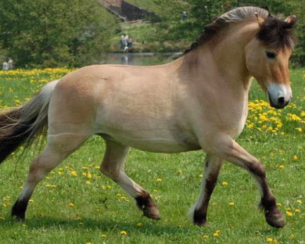 dressage horse Rasputin (Fjord Horse, 2000, from Rei Romanow) dressage horse Rasputin (Fjord Horse, 2000, from Rei Romanow)