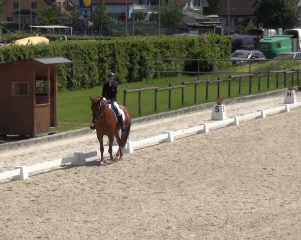 Reitturnier Werdenberg 2024