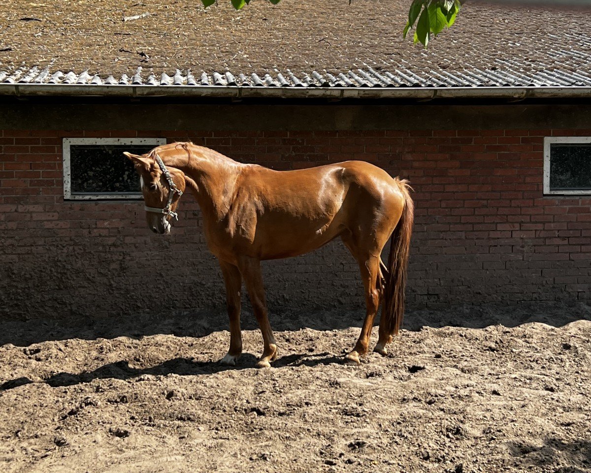 horse Stute von Bon Courage (Hanoverian, 2021, from Bon Courage 4)