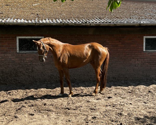 horse Stute von Bon Courage (Hanoverian, 2021, from Bon Courage 4)