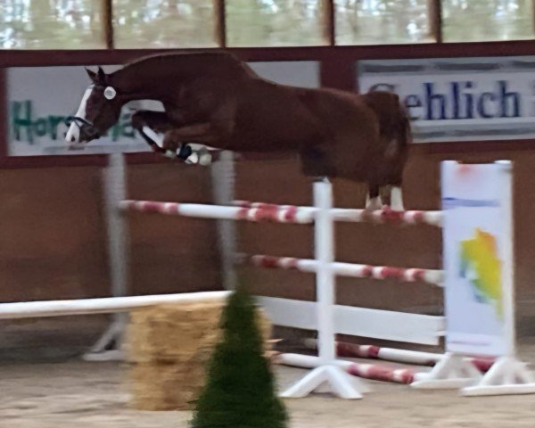 Springpferd Viscaju (Oldenburger Springpferd, 2020, von Viscerado)