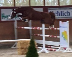 jumper Viscaju (Oldenburg show jumper, 2020, from Viscerado)