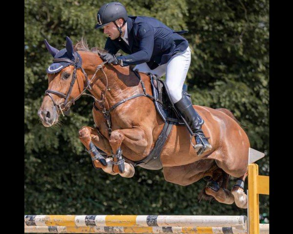 jumper Vegas van Overis Z (Zangersheide riding horse, 2017, from Vagabond de la Pomme)