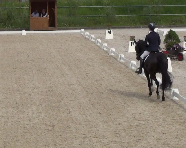 Reitturnier Werdenberg 2024