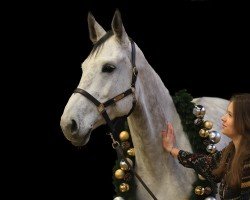 jumper Chique Julie Vh Schanske Z (Zangersheide riding horse, 2017, from Cigaret JvH Z)